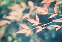 欢迎使用Z-BlogPHP！