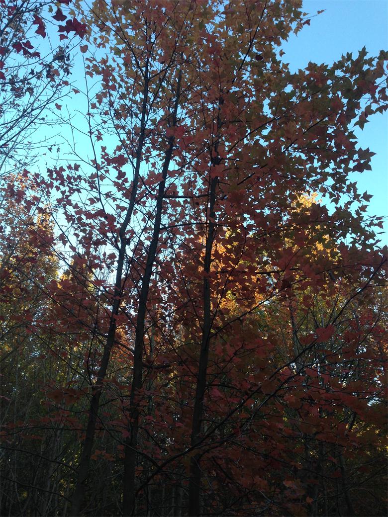 IMG_15561.jpg